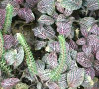 Fittonia argyroneura