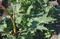 Rhubarbe palmée