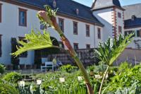 Rhubarbe palmée