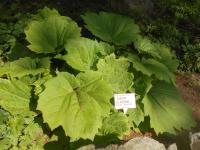 Rhubarbe palmée