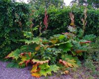 Rhubarbe palmée