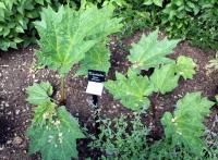 Rhubarbe palmée