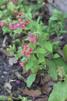 Pulmonaire rouge