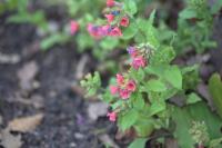 Pulmonaire rouge
