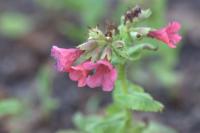 Pulmonaire rouge