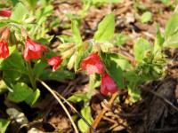 Pulmonaire rouge