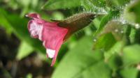 Pulmonaire rouge
