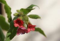 Pulmonaire rouge