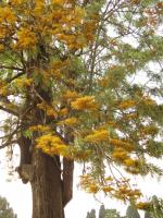 Grevillea robuste