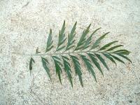 Grevillea robuste