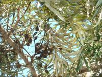 Grevillea robuste