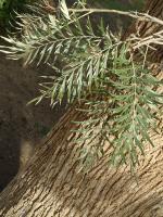 Grevillea robuste