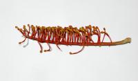 Grevillea robuste
