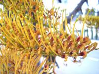 Grevillea robuste