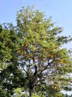 Grevillea robuste