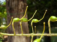 Grevillea robuste
