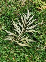Grevillea robuste
