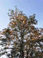 Grevillea robuste
