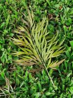 Grevillea robuste