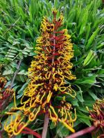 Grevillea robuste