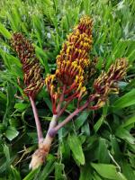 Grevillea robuste