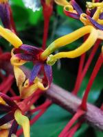 Grevillea robuste