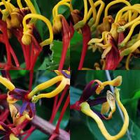 Grevillea robuste