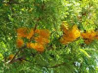 Grevillea robuste