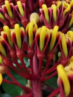 Grevillea robuste