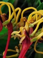 Grevillea robuste