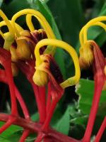 Grevillea robuste