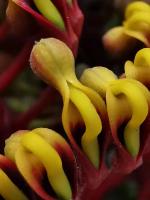 Grevillea robuste