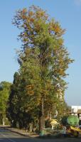 Grevillea robuste