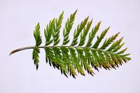 Grevillea robuste