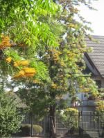 Grevillea robuste