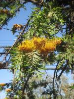 Grevillea robuste