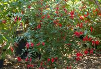 Fuchsia royal