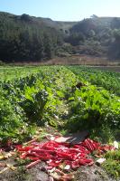 Rhubarbe des jardins