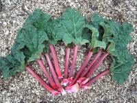 Rhubarbe des jardins