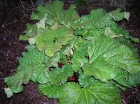 Rhubarbe des jardins