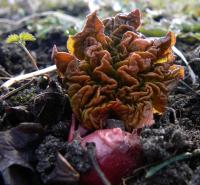 Rhubarbe des jardins