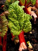 Rhubarbe des jardins