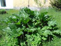 Rhubarbe des jardins