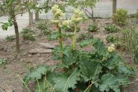 Rhubarbe des jardins