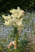 Rhubarbe des jardins