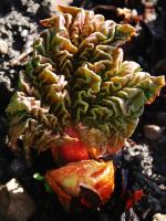 Rhubarbe des jardins