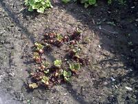 Rhubarbe des jardins