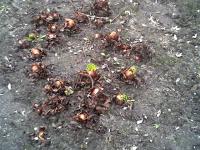 Rhubarbe des jardins
