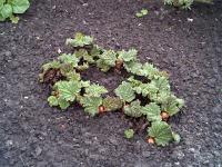 Rhubarbe des jardins