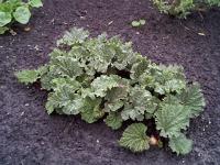 Rhubarbe des jardins